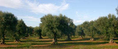 ES_ed_article Dia mundial del olivo