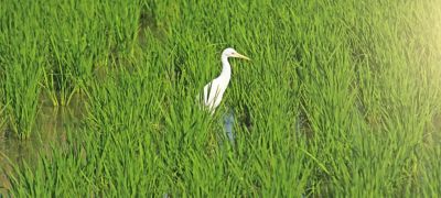 white waterbird in watery field