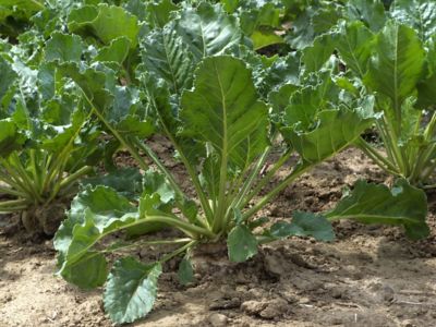 Univoq Registro Excepcional Remolacha