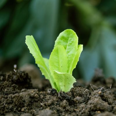 Learn why timing is critical for optimal uptake and use of nutrients, and how biologicals can help further crop health goals.