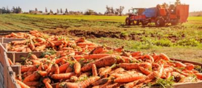 several crates full of freshly harvested carrots with farm field in background