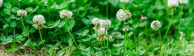 Clover in grassland