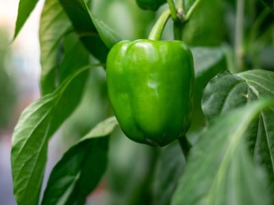 Green pepper