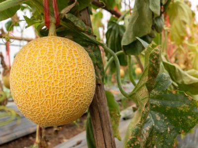 AdobeStock_430164972 - Copy.jpeg