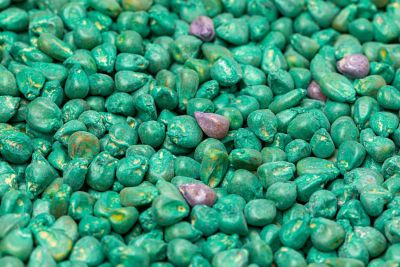 Closeup of treated corn seed. Corn seed treatment for insect, pest control and disease management concept