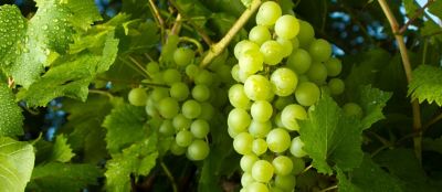 close up of grapes on vine