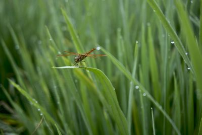 Close-up shot of the dragonfly in the rice field