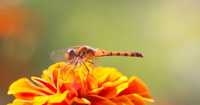 close up of dragon fly on orange flower