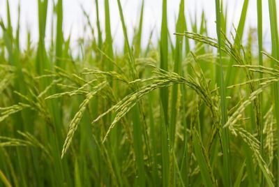 close up of wheat in field
