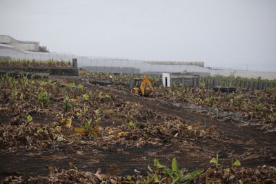 Afectación plataneras