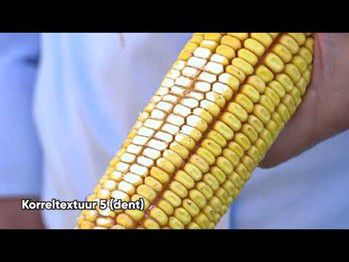 Afschrapen van de maiskolven