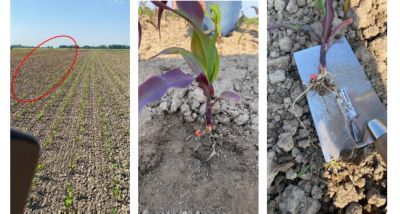 Phosphatmangel auf kaltem Boden