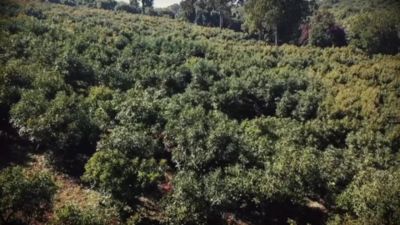 Aguacate V.7B CC - Corteva - Julio20.