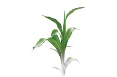 Alcance del máximo potencial productivo