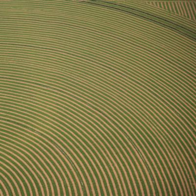 Alfalfa-Field-Texture