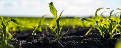 close up of young corn in field