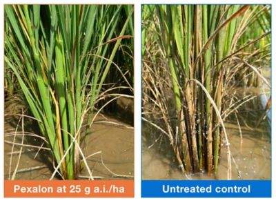 Cleaner, greener and healthier stems - treated vs. untreated comparison view