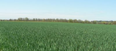 Article Hero Image Cereale insecticide Desktop 1024 x 450