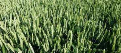 Article Hero Image Genius Desktop