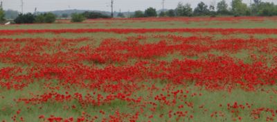 Article Hero Image OSR Weeds Desktop