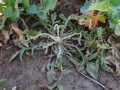 Article Image Galera 03