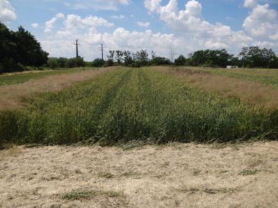 Article Image Genius 01