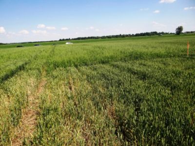 Article-Image-Genius-02