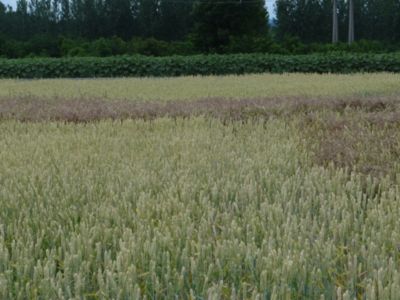 Article Image Genius 05