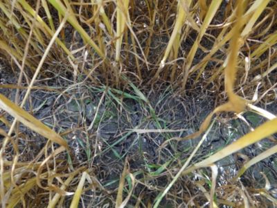 Article Image Genius 06