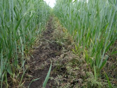 Article Image Genius 07