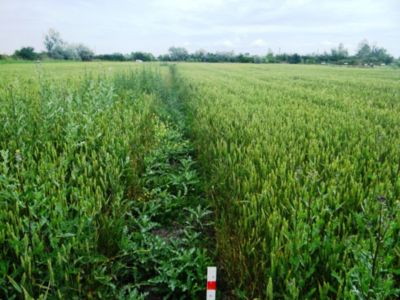 Article Image Genius 08