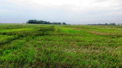 Article Image Genius 09