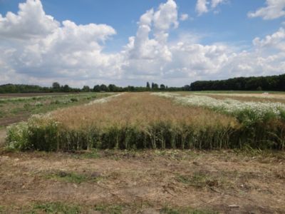 Article Image Ikarus 01