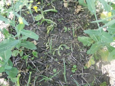 Article-Image-Ikarus-02