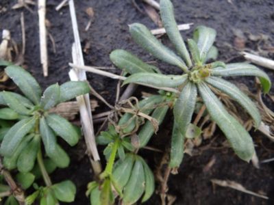 Article Image Ikarus 03