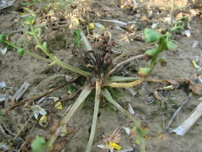 Article Image Ikarus 05