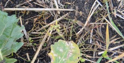 Article Image Perenal 03