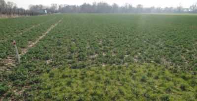 Article Image Perenal 04