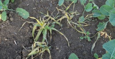 Article Image Perenal 05