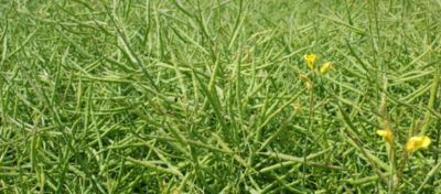 Plasmodiophora brassica Desktop