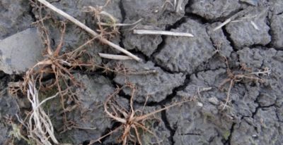 Article Image Belkar 02