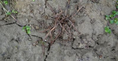 Article Image Belkar 04