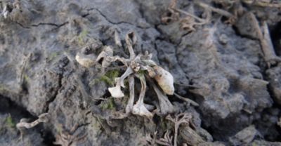 Article Image Belkar 05