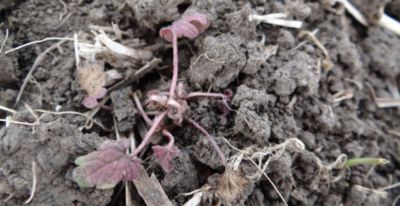 Article Image Belkar 06