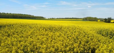 Related Content Card desktop