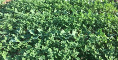 Article Image Runway 01