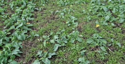 Article Image Runway 10