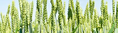 Arylex-active-mid-season-wheat
