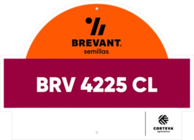 BRV_4225_CL