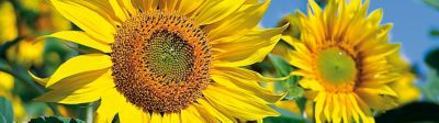 Plante colza